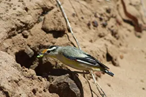 Uropygialis: Striated Pardalote - At nest with food in mouth