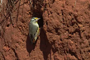 Uropygialis: Striated Pardalote - At nest site