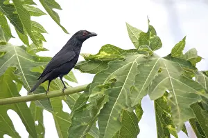 Striata: Striated Starling