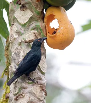 Striata: Striated Starling - feeding on pawpaw