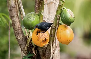Striata: Striated Starling feeding on pawpaw