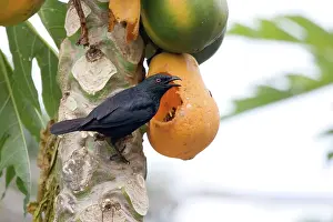 Striata: Striated Starling feeding on pawpaw
