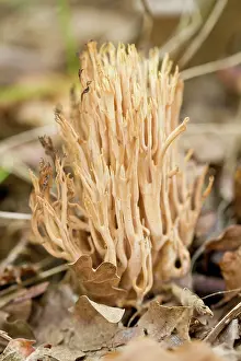 Stricta: Strict-Branch Coral