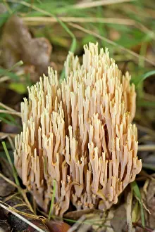 Stricta: Strict-Branch Coral