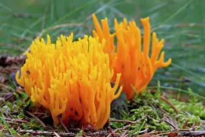 Stricta: Strict-branch coral