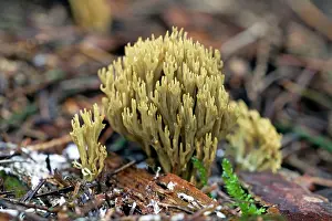Stricta: Strict-branch Coral Fungus - growing on woodland