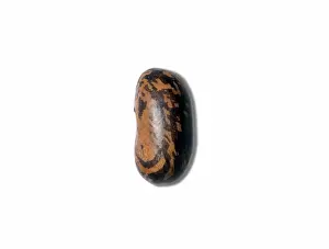 Kentucky: String Bean Seed