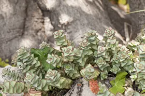 Rosette: String of Buttons or Necklace vine (Crassula perforata)