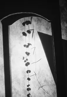 Monochrome: String of hearts, Cereopegia woodii, Black &