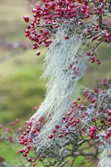 String: String of Sausages Lichen
