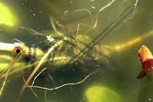 Strands: Strings of toad spawn