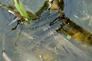 Embryos: Strings of toad spawn in a garden pond
