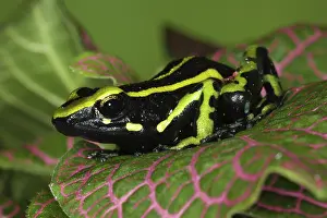 Epipedobates: Three Stripe Dart Frog