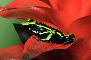Ameerega: Three Stripe Dart Frog (Ameerega trivittatus