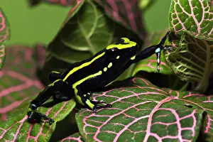 Epipedobates: Three Stripe Dart Frog (Ameerega trivittatus