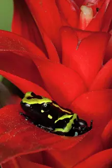 Epipedobates: Three Stripe Dart Frog (Epipedobates trivittatus)