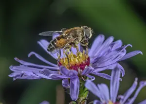 Hexapods: Stripe-faced Dronefly, Eristalis nemorum, visiti