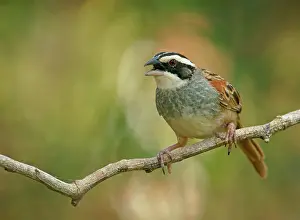 Ruficauda: Stripe-headed Sparrow (Peucaea ruficauda) sits calling