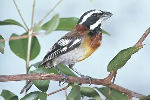 Thraupidae: Stripe-headed Tanager