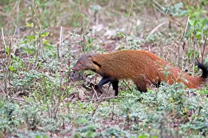 Mongooses: Stripe-necked Mongoose