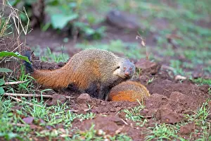 Mongooses: Stripe-necked Mongoose eating termites