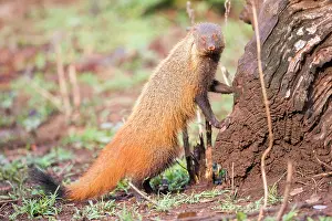 Mongooses: Stripe-necked Mongoose eating termites