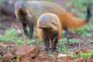 Mongooses: Stripe-necked Mongoose eating termites
