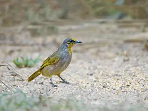 Vietnam: Stripe Throated Bulbul Pycnonotus finlaysoni Da