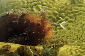 Auscape International: Striped anglerfish