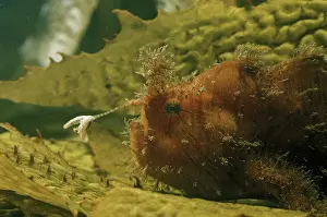 Auscape International: Striped anglerfish