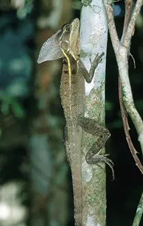 Selva: Striped Basilisk