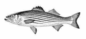 Basses: Striped Bass