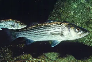 Basses: Striped Bass - also know as Chesapeake Bay