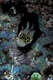 Blennies: Striped blenny, Ecsenius prooculis, Witu island, West New Br