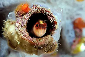 Blenny: Striped blenny, Parablennius rouxi, watching of out from its