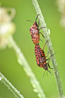 Graphosoma: Striped Bug - mating