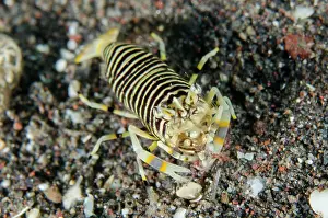 Americanum: Striped Bumblebee Shrimp
