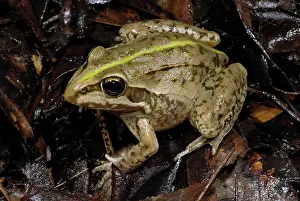 Cyclorana: Striped Burrowing Frog