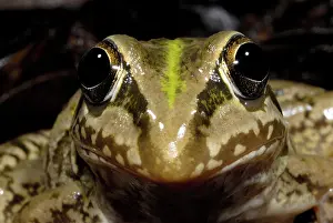 Cyclorana: Striped Burrowing Frog