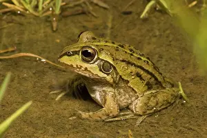 Alboguttatus: Striped Burrowing Frog
