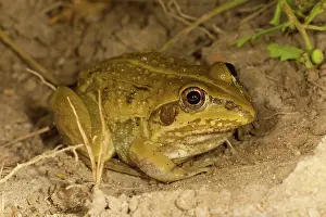 Cyclorana: Striped Burrowing Frog