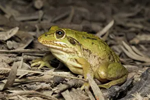 Burrowing: Striped Burrowing Frog, Australia
