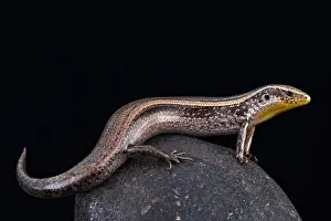 Skink: Striped Canary skink (Chalcides sexlineatus bistriatus)