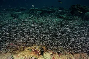 Catfishes: STRIPED CAT FISH - venomous