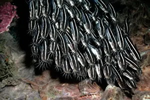 Catfishes: Striped Catfish