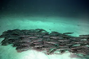 Catfishes: Striped Catfish