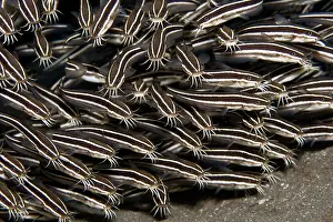 Catfishes: Striped Catfish