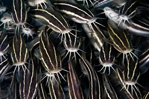 Catfishes: Striped Catfish