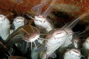 Catfish: Striped Catfish
