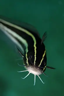 Barbel: Striped Catfish